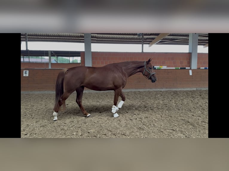 Hanoverian Mare 4 years 16.2 hh Chestnut in Langwedel