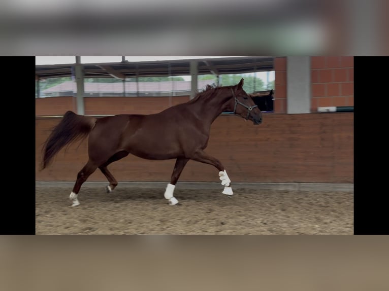 Hanoverian Mare 4 years 16.2 hh Chestnut in Langwedel