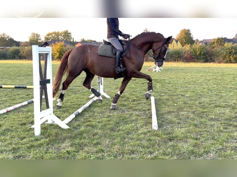 Hanoverian Mare 4 years 16.2 hh Chestnut in Burgwedel