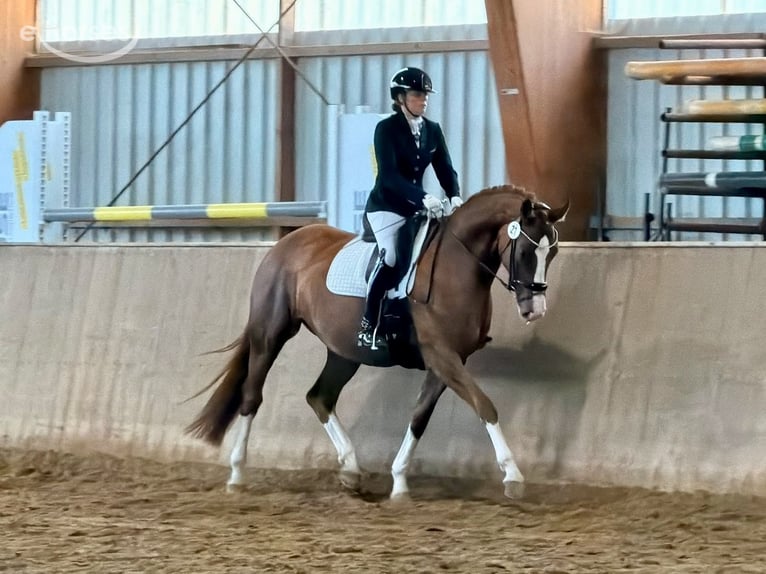 Hanoverian Mare 4 years 16.2 hh Chestnut in Burgwedel