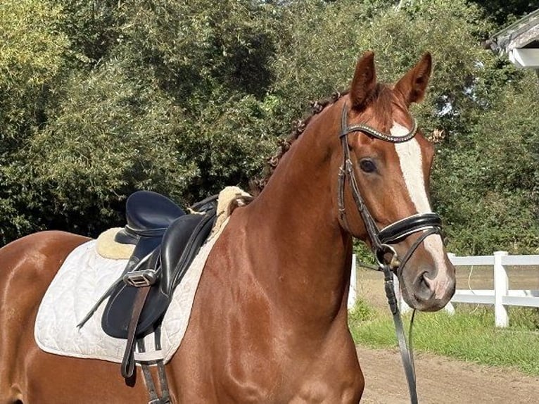 Hanoverian Mare 4 years 16.2 hh Chestnut in Verden (Aller)