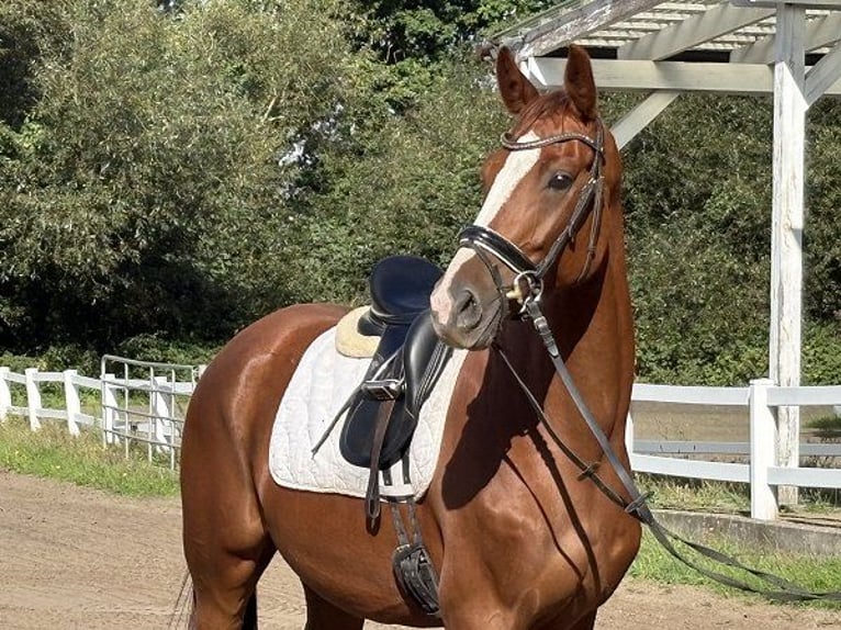 Hanoverian Mare 4 years 16.2 hh Chestnut in Verden (Aller)