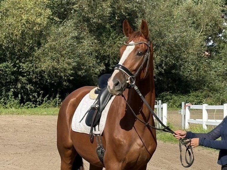 Hanoverian Mare 4 years 16.2 hh Chestnut in Verden (Aller)