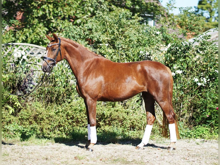 Hanoverian Mare 4 years 16,2 hh Chestnut in Hohenfelde