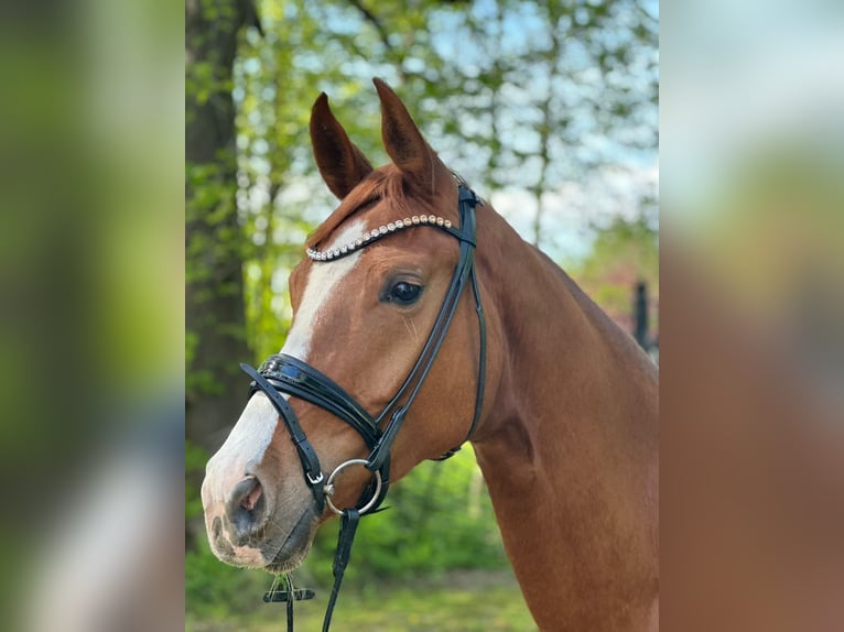 Hanoverian Mare 4 years 16,2 hh Chestnut-Red in Wentorf