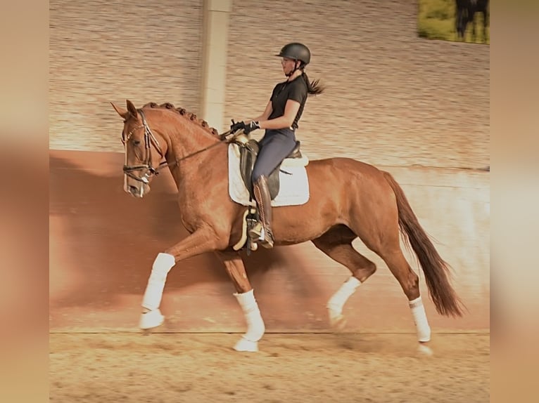 Hanoverian Mare 4 years 16.2 hh Chestnut-Red in Wehringen
