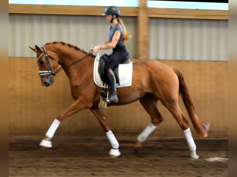 Hanoverian Mare 4 years 16.2 hh Chestnut-Red in Fredenbeck