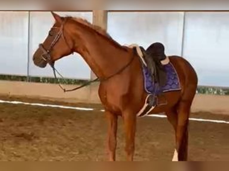 Hanoverian Mare 4 years 16.2 hh Chestnut-Red in Dietersburg
