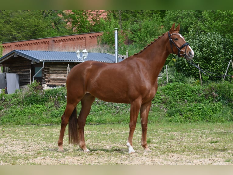 Hanoverian Mare 4 years 16,2 hh Chestnut-Red in Holle