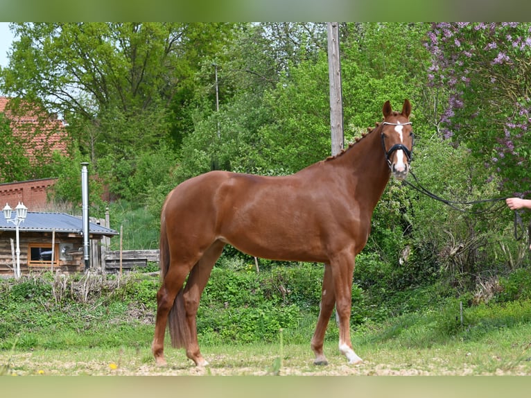 Hanoverian Mare 4 years 16,2 hh Chestnut-Red in Holle