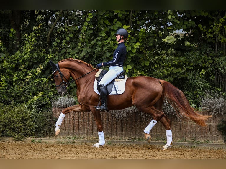 Hanoverian Mare 4 years 16,2 hh Chestnut-Red in Riedstadt