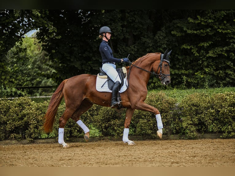 Hanoverian Mare 4 years 16,2 hh Chestnut-Red in Riedstadt