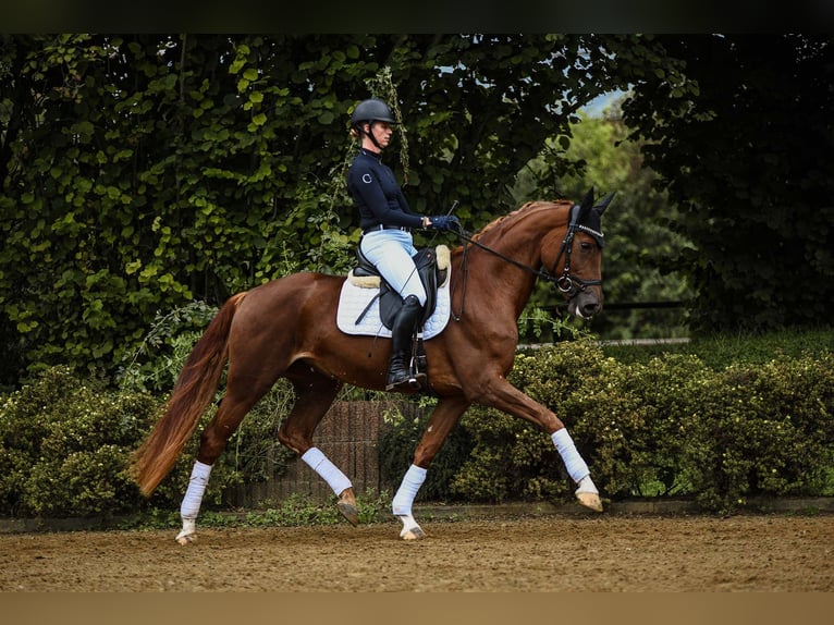 Hanoverian Mare 4 years 16,2 hh Chestnut-Red in Riedstadt