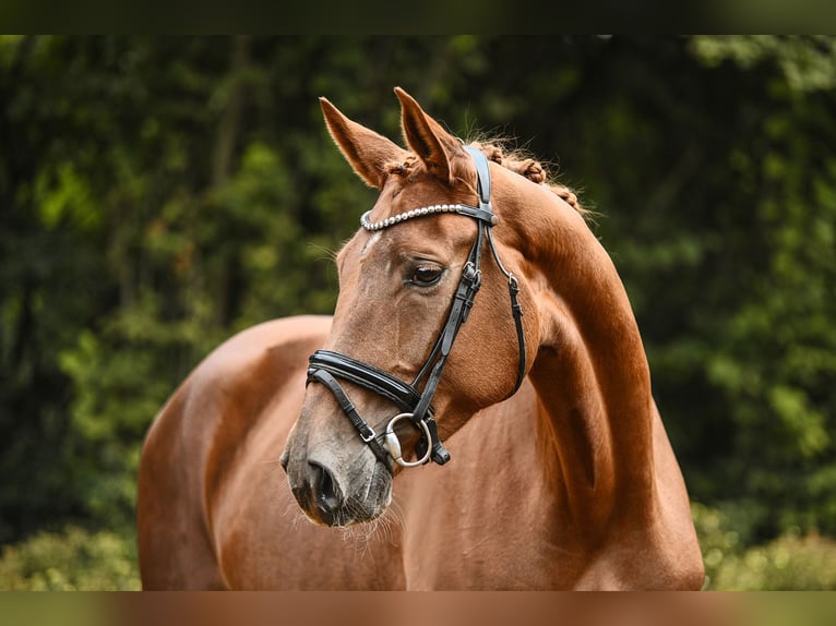 Hanoverian Mare 4 years 16,2 hh Chestnut-Red in Riedstadt