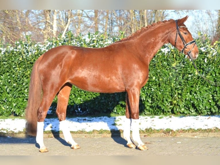 Hanoverian Mare 4 years 16,2 hh Chestnut-Red in Selsingen