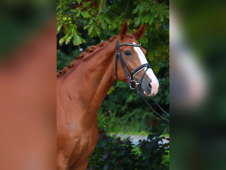 Hanoverian Mare 4 years 16,2 hh Chestnut-Red in Selsingen