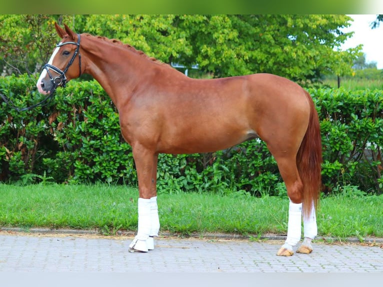 Hanoverian Mare 4 years 16,2 hh Chestnut-Red in Selsingen