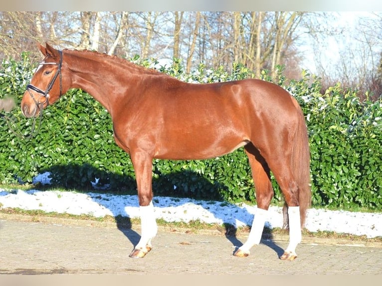 Hanoverian Mare 4 years 16,2 hh Chestnut-Red in Selsingen