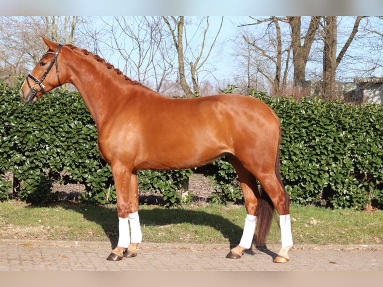 Hanoverian Mare 4 years 16.2 hh Chestnut-Red in Selsingen