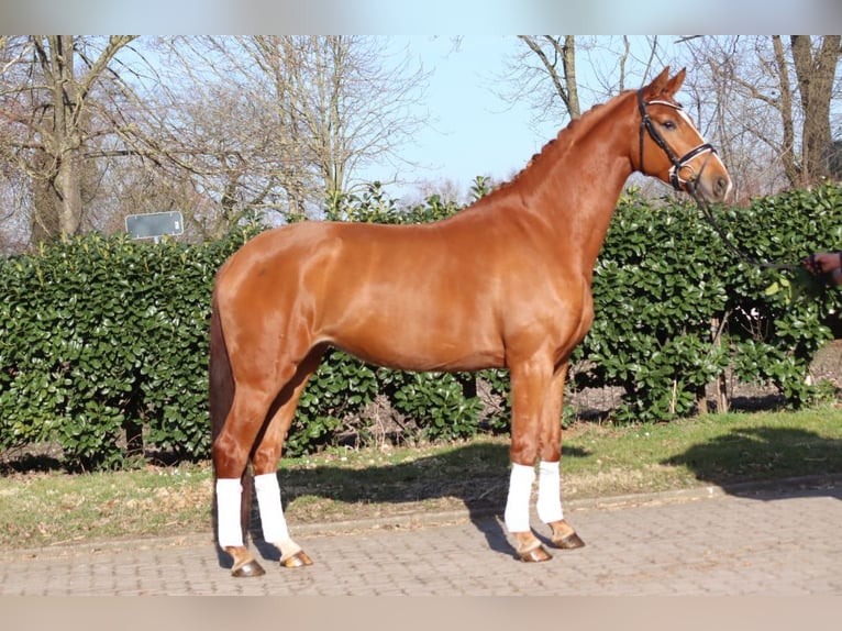 Hanoverian Mare 4 years 16.2 hh Chestnut-Red in Selsingen