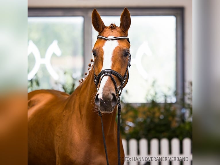 Hanoverian Mare 4 years 16,2 hh Chestnut-Red in Verden