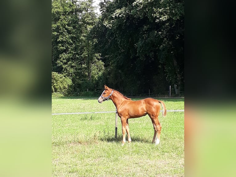 Hanoverian Mare 4 years 16,2 hh Chestnut-Red in Lüchow