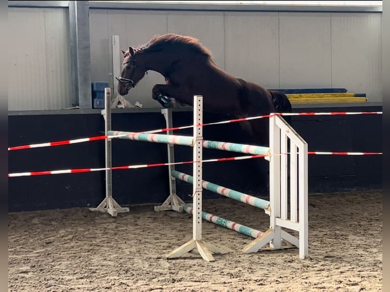 Hanoverian Mare 4 years 16.2 hh Chestnut in Moers