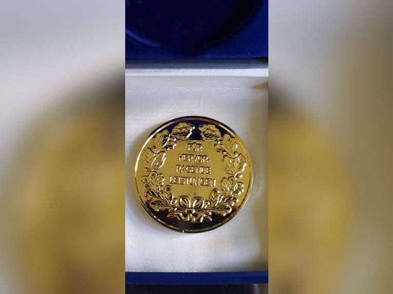 Hanoverian Mare 4 years 16.2 hh Chestnut in Moers