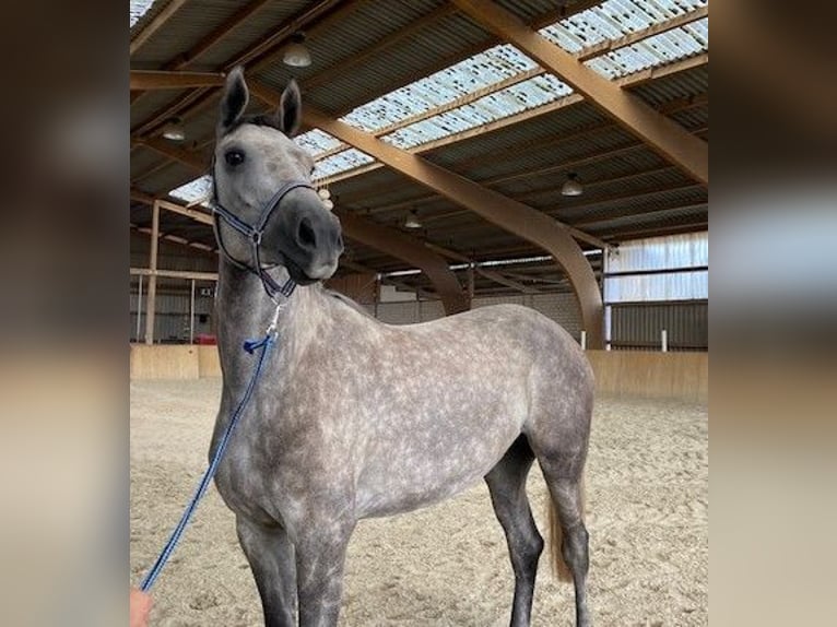 Hanoverian Mare 4 years 16,2 hh Gray-Blue-Tan in Neukalen