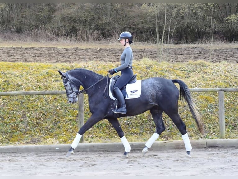 Hanoverian Mare 4 years 16,2 hh Gray in Wellheim