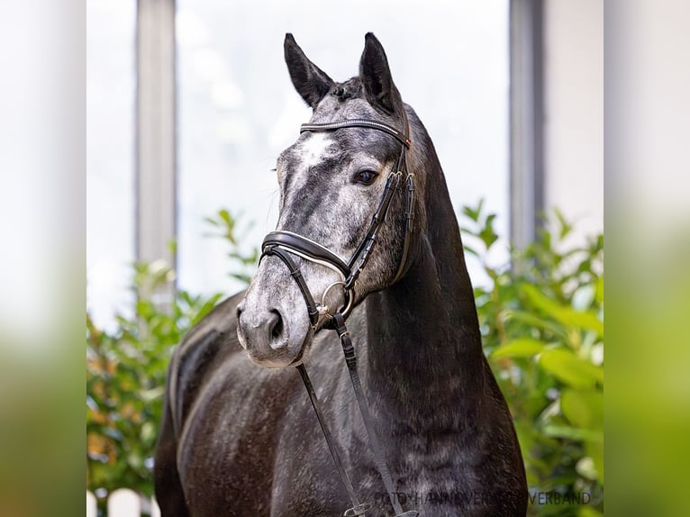 Hanoverian Mare 4 years 16,2 hh Gray in Verden