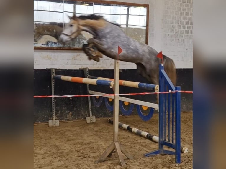 Hanoverian Mare 4 years 16,2 hh Gray in Korschenbroich