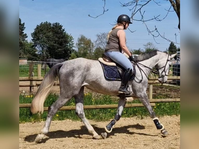 Hanoverian Mare 4 years 16,2 hh Gray in Korschenbroich