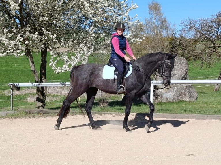 Hanoverian Mare 4 years 16.2 hh Grey-Dark-Tan in Windhaag bei Perg