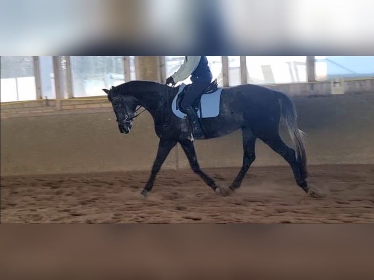 Hanoverian Mare 4 years 16.2 hh Grey-Dark-Tan in Windhaag bei Perg
