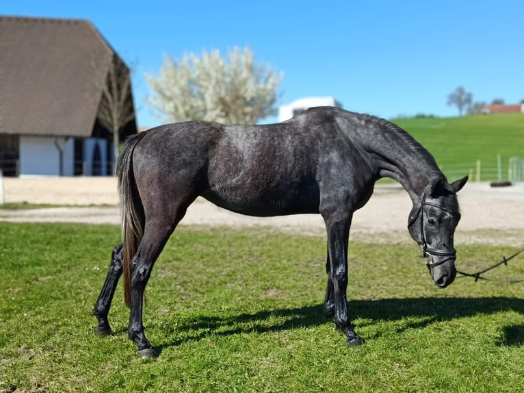 Hanoverian Mare 4 years 16.2 hh Grey-Dark-Tan in Windhaag bei Perg