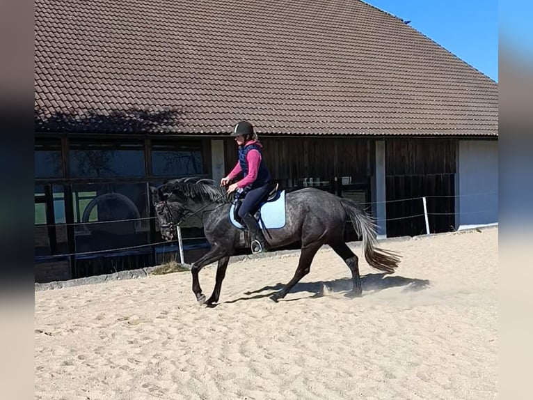 Hanoverian Mare 4 years 16.2 hh Grey-Dark-Tan in Windhaag bei Perg