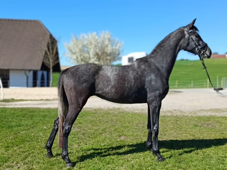 Hanoverian Mare 4 years 16.2 hh Grey-Dark-Tan in Windhaag bei Perg