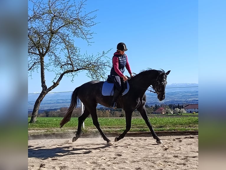 Hanoverian Mare 4 years 16.2 hh Grey-Dark-Tan in Windhaag bei Perg