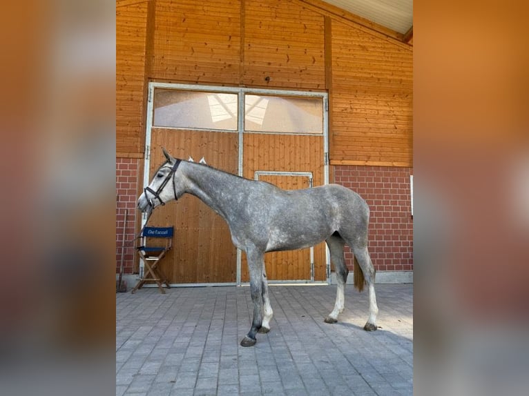 Hanoverian Mare 4 years 16.2 hh Grey in Mossautal