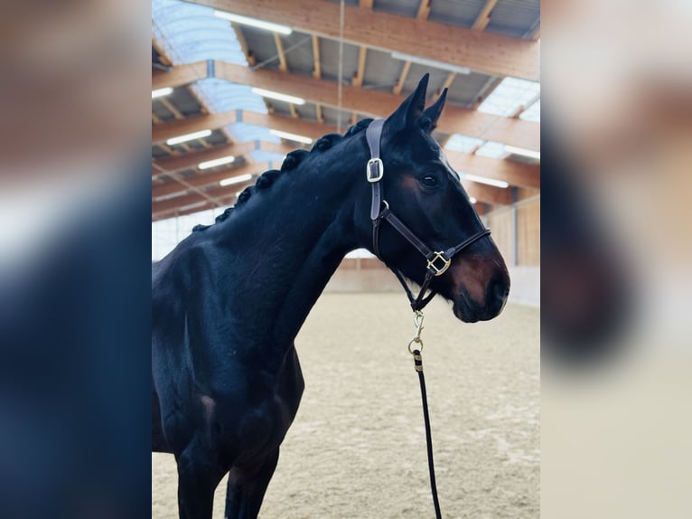 Hanoverian Mare 4 years 16.2 hh Smoky-Black in Hockenheim