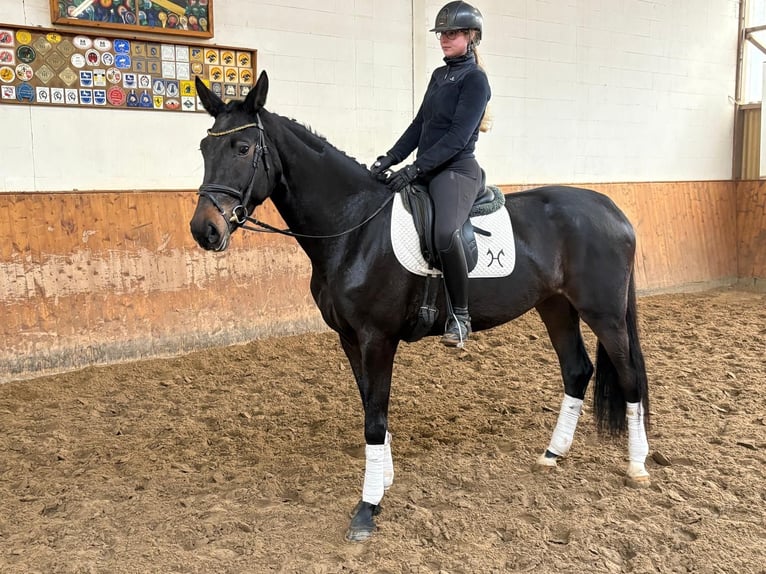 Hanoverian Mare 4 years 16.2 hh Smoky-Black in Verden (Aller)