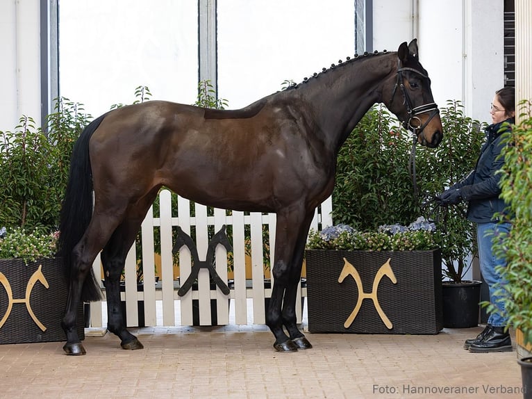Hanoverian Mare 4 years 16.2 hh Smoky-Black in Verden