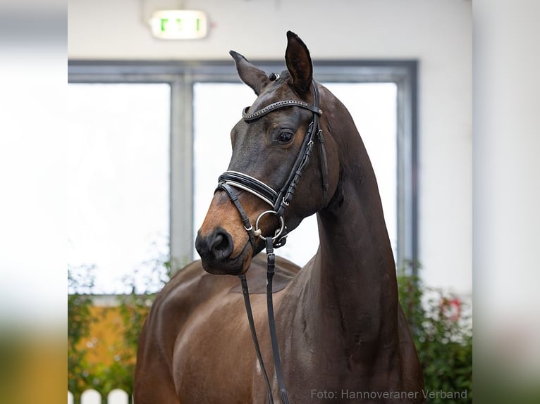 Hanoverian Mare 4 years 16.2 hh Smoky-Black in Verden