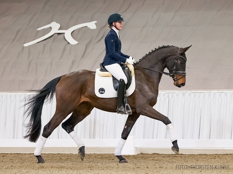 Hanoverian Mare 4 years 16.2 hh Smoky-Black in Verden