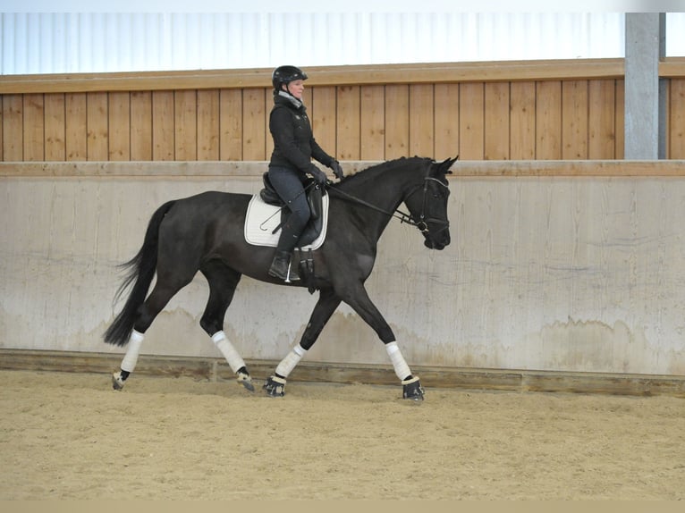 Hanoverian Mare 4 years 16.2 hh Smoky-Black in Wellheim