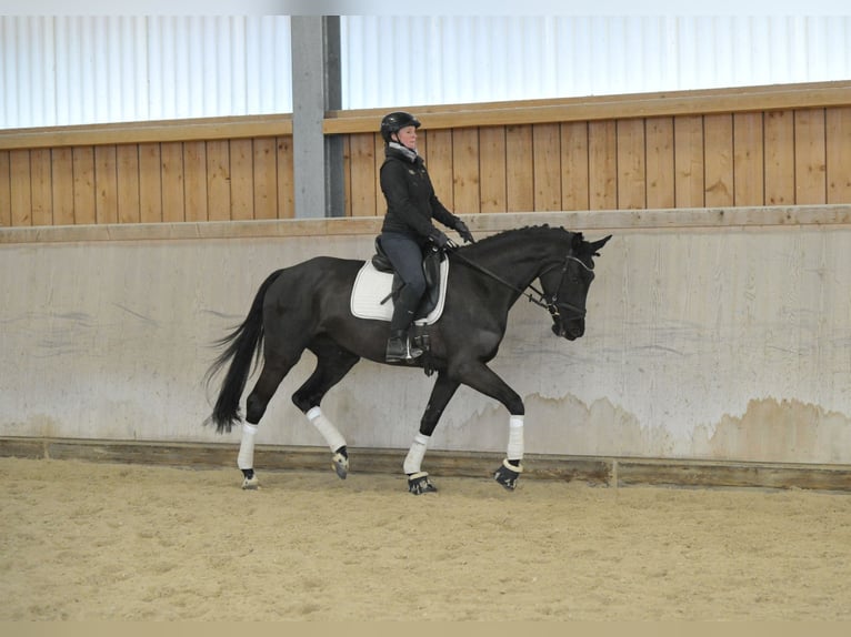 Hanoverian Mare 4 years 16.2 hh Smoky-Black in Wellheim
