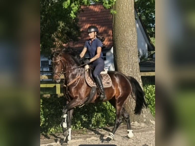 Hanoverian Mare 4 years 16.2 hh Smoky-Black in Beverstedt