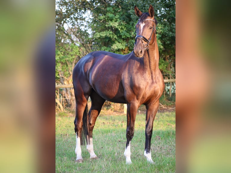 Hanoverian Mare 4 years 16,3 hh Black in Rickling