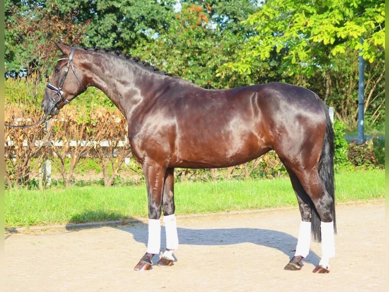 Hanoverian Mare 4 years 16,3 hh Black in Selsingen